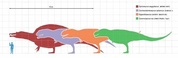 Size comparisons of the largest known theropod dinosaurs.